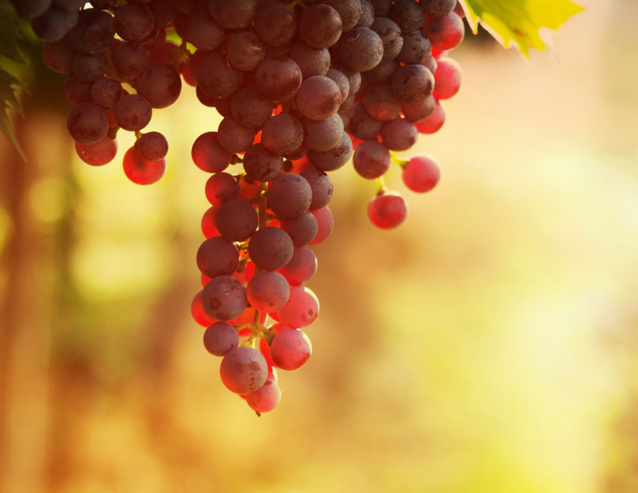 Vendemmia in anticipo, il lavoro nei vigneti visto da un 37enne