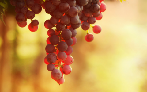 Vendemmia in anticipo, il lavoro nei vigneti visto da un 37enne